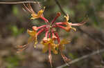 Orange azalea